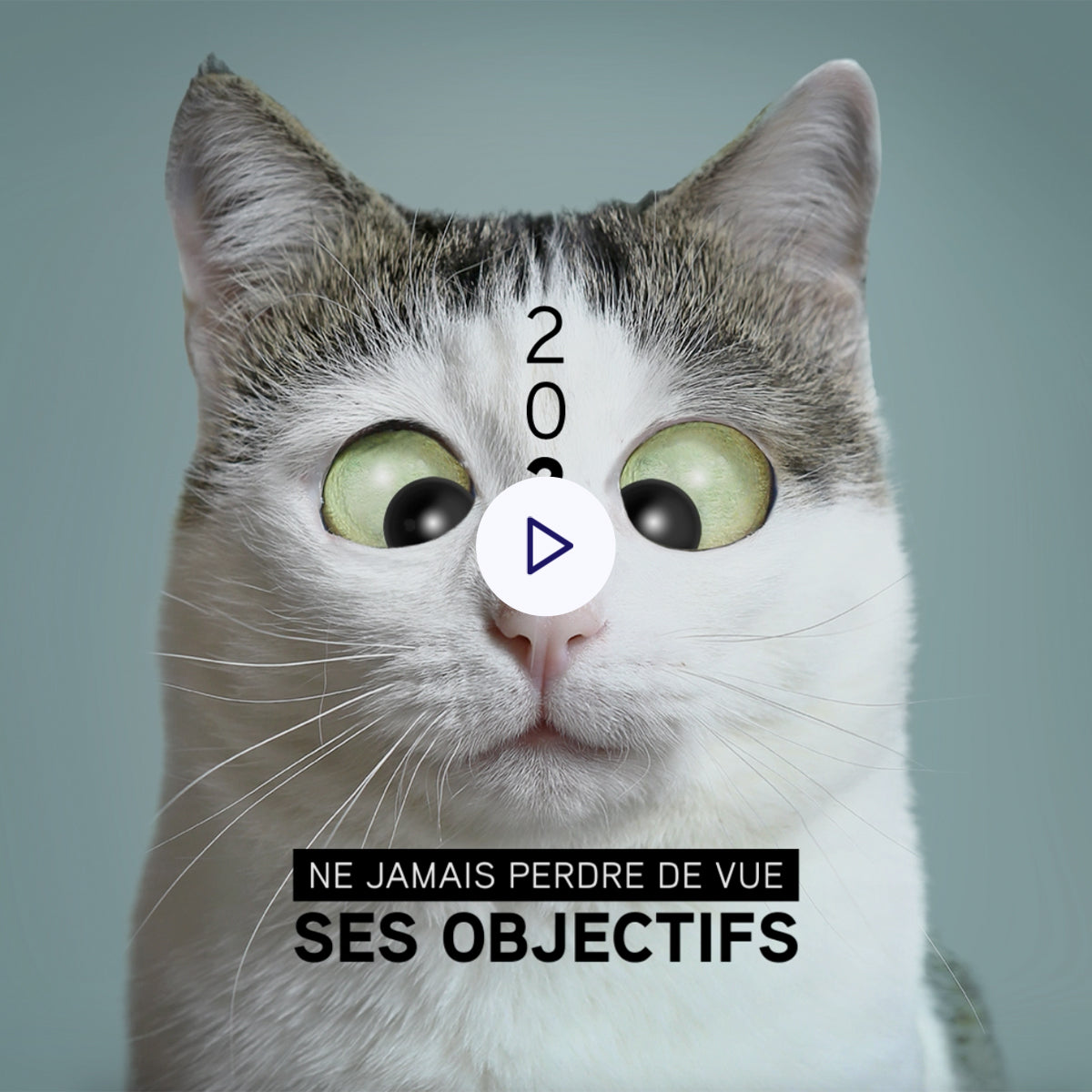 Funny Cat | Vœux professionnels • eCard Vidéo