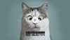 Funny Cat | Vœux professionnels • eCard Vidéo